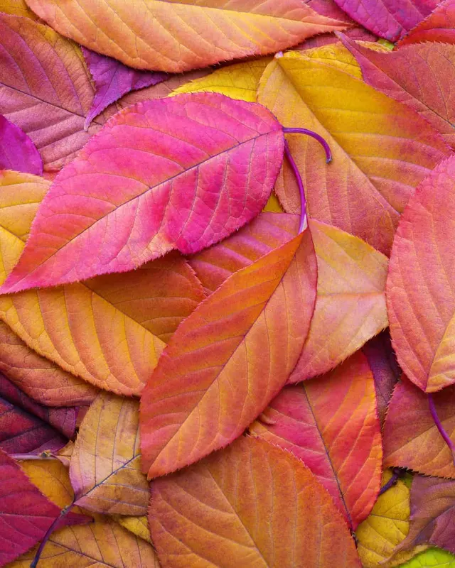 Affirmations for Welcoming Fall / Autumn