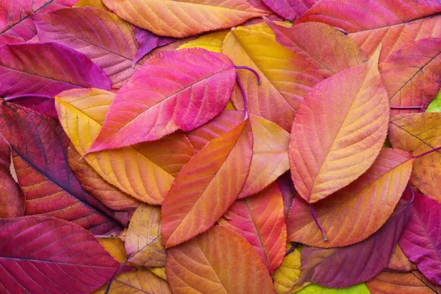 Affirmations for Welcoming Fall / Autumn