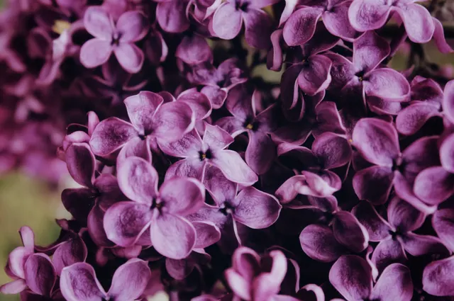 Spring Affirmations to Embrace the Season!