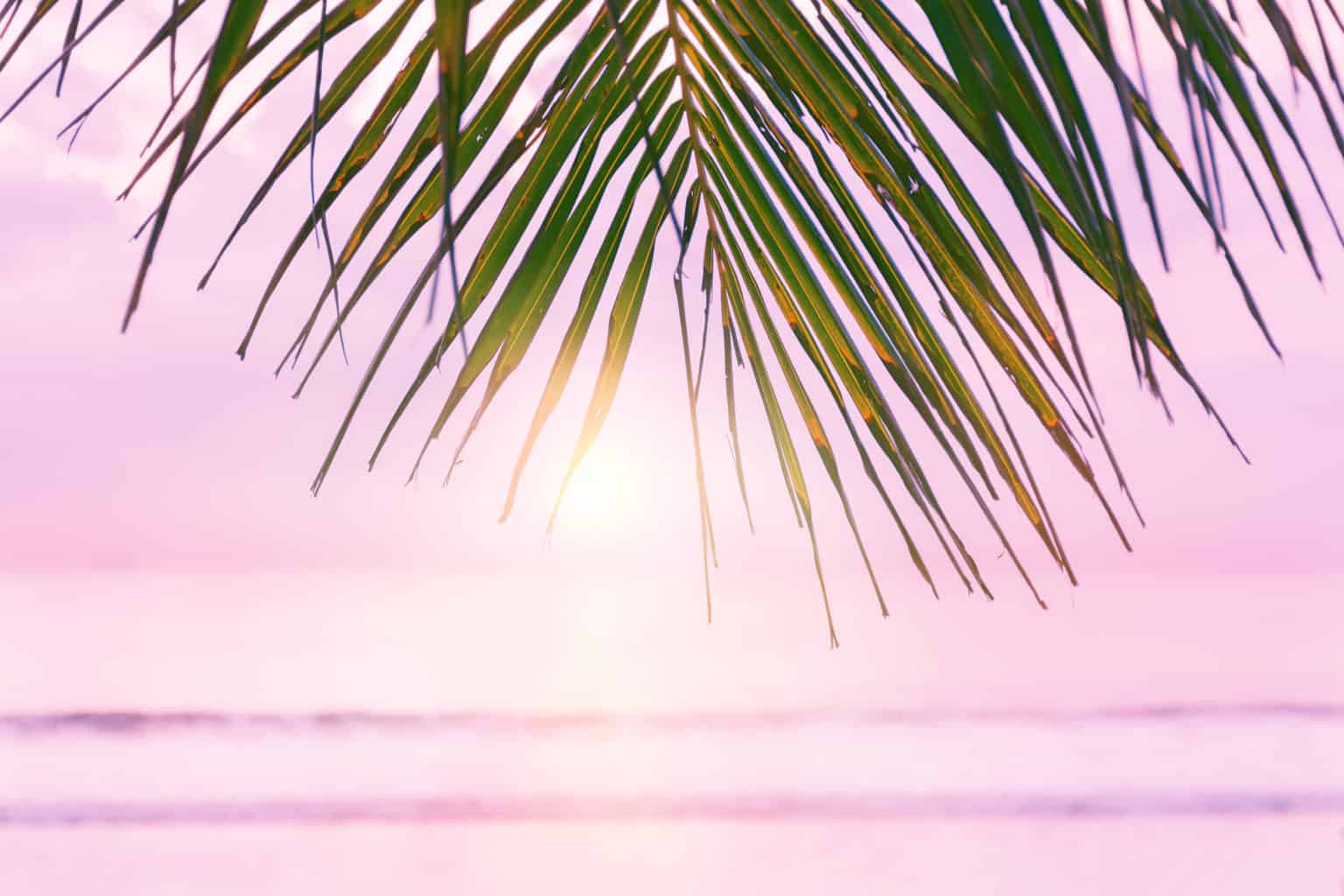 10 Must-Have Essential Oils for Summer