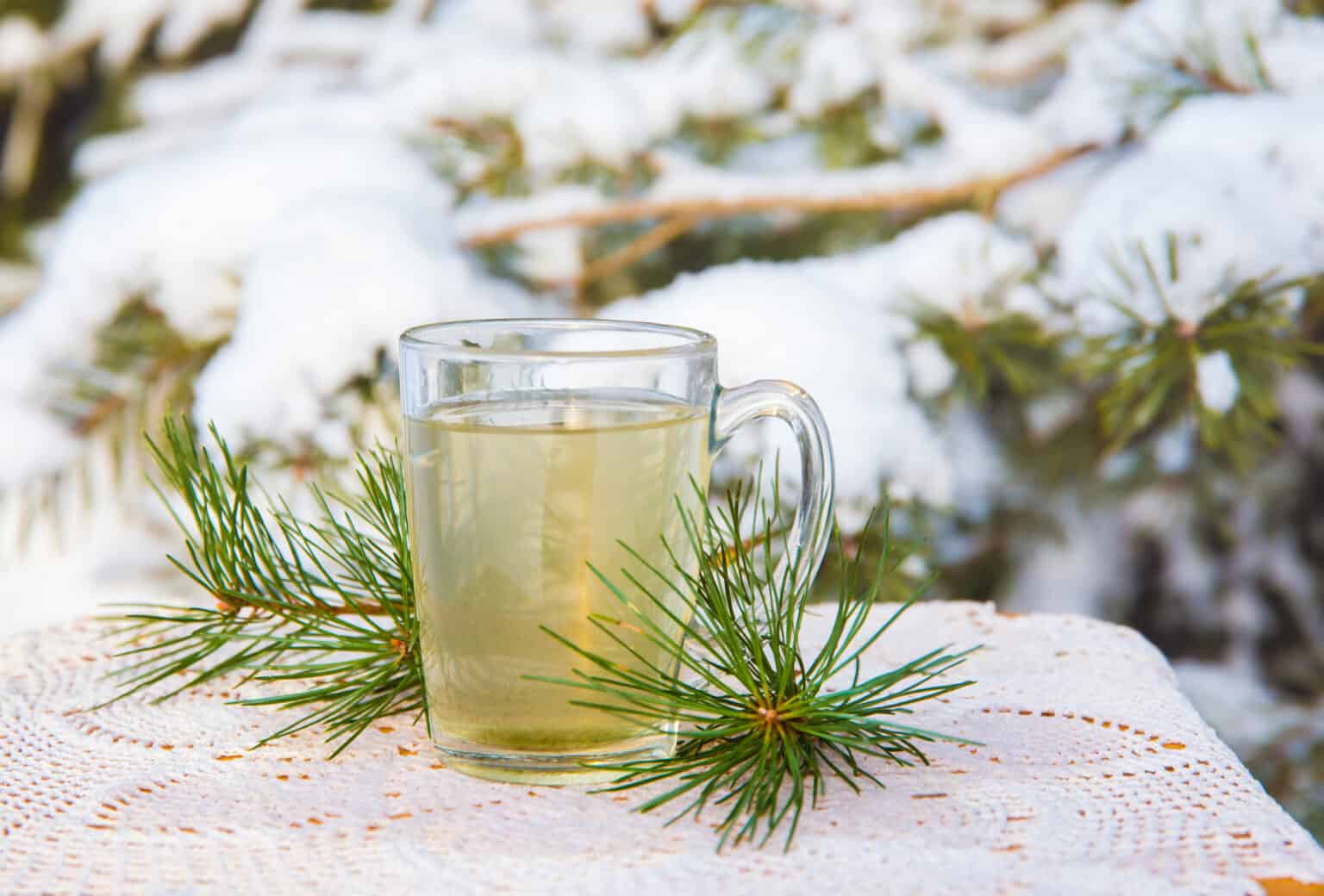 Maximizing Your Immune Support with Pine Needle Tea